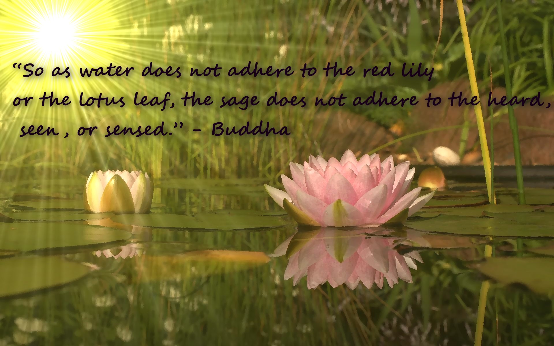 Buddhist Quotes About Lotus Flower