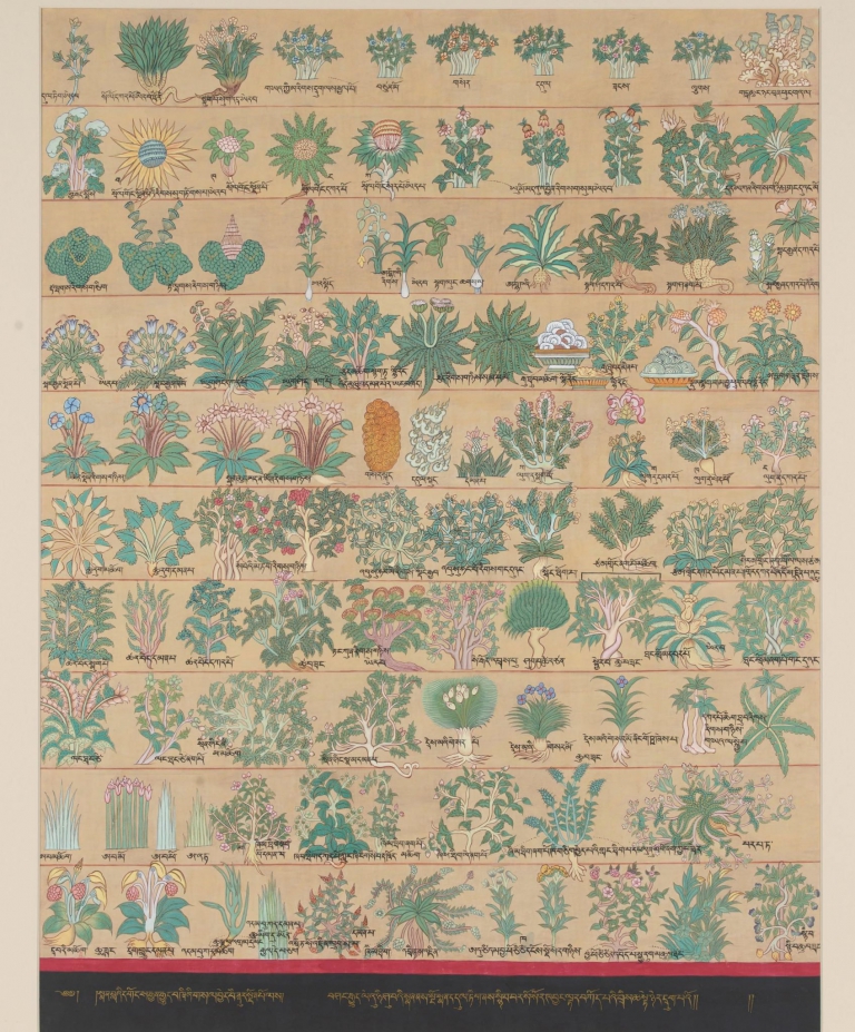 Thangka of Tibetan Medicinal Herbs