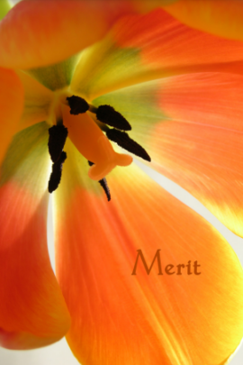 Merit